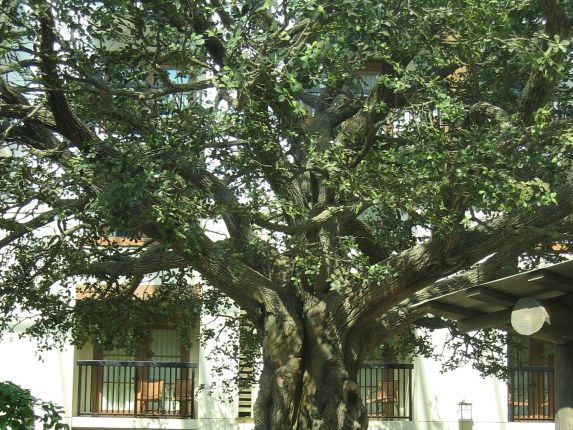 The atrium had a number of live plants but the largest plants, like this live oak, were plastic (qc044005.jpg, 573w x 430h )