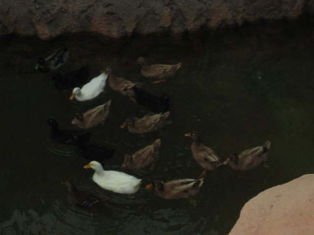 Duck! (qc052040.jpg, 640w x 480h )